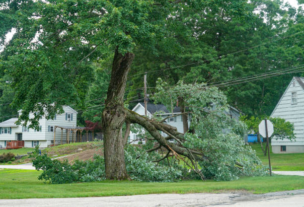 Best Affordable Tree Service  in Cottonwood Shores, TX